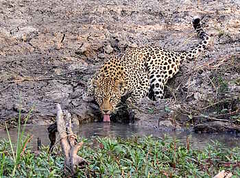 Mukambi Fig Tree Bush Camp: Ein Leopard beim Trinken