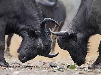 Mukambi Safari Lodge: Rangstreitigkeiten unter Büffeln Mukambi Safari Lodge: Rangstreitigkeiten unter Büffeln