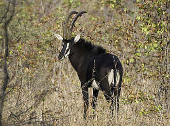 Mvuu Camp: Rappenantilope im Busch