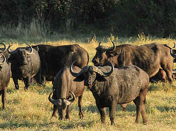 Nehimba Lodge: Büffel Nehimba Lodge: Büffel