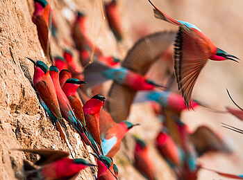 Norman Carr Safaris: Karminspintkolonie