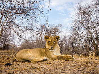 Norman Carr Safaris: Ruhender Löwe