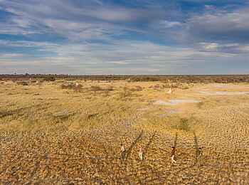Onguma Forest Camp: Geführter Bush Walk