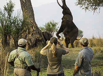 Ruckomechi Camp: Elefant streckt sich Ruckomechi Camp: Elefant streckt sich