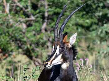 Saguni Safari Lodge: Bock Saguni Safari Lodge: Bock