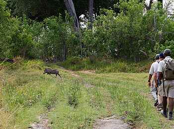 Shinde Footsteps: Walking Safari Shinde Footsteps: Walking Safari