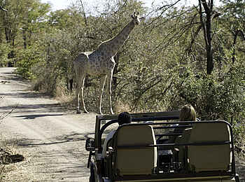 Toka Leya Camp: Pirschfahrten Toka Leya Camp: Pirschfahrten