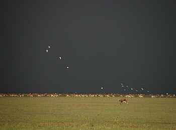 Wasa Lodge: Vor einem Gewitter