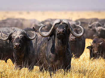 Wilderness Mokete Camp: Büffel