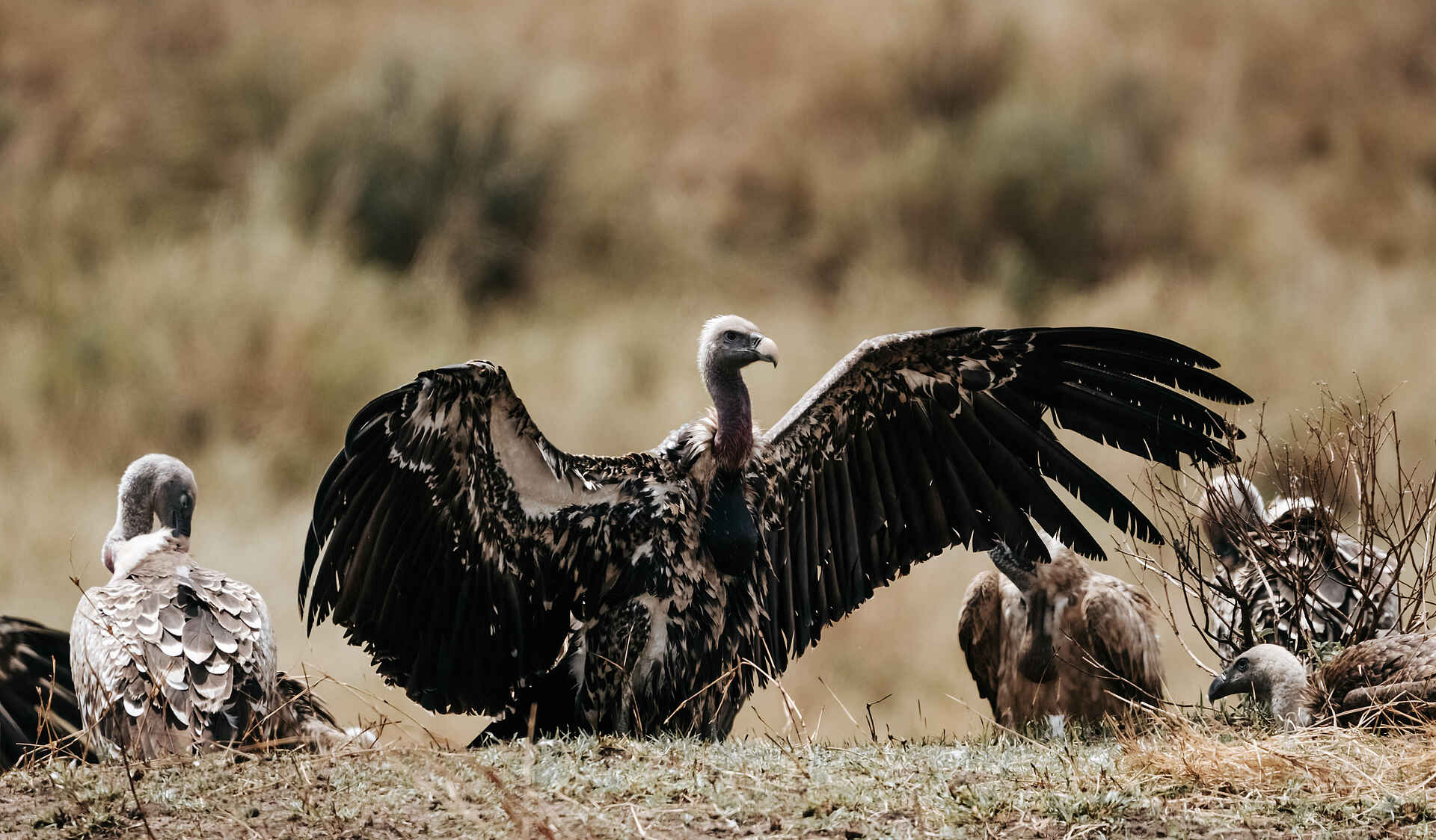 Wilderness Usawa Serengeti: Geier