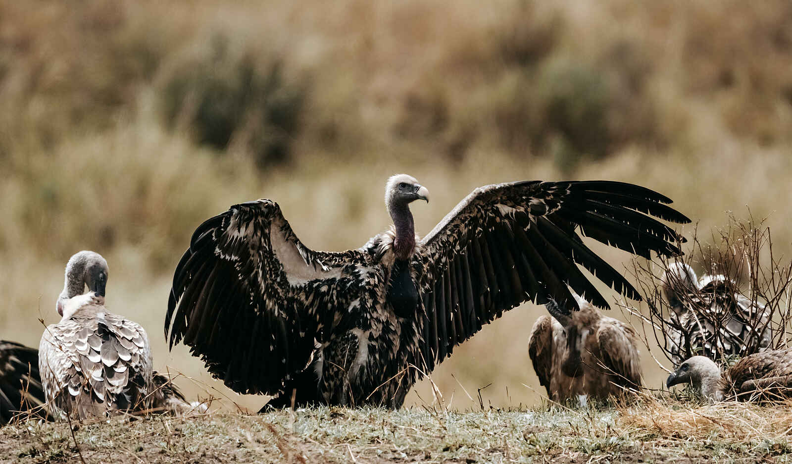 Wilderness Usawa Serengeti: Geier Wilderness Usawa Serengeti: Geier