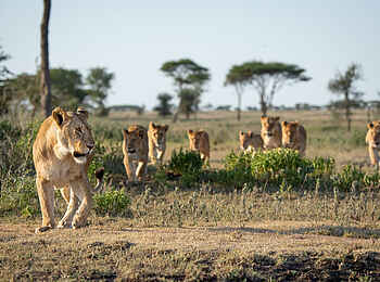 Wilderness Usawa Serengeti: Ein Löwen Rudel Wilderness Usawa Serengeti: Ein Löwen Rudel
