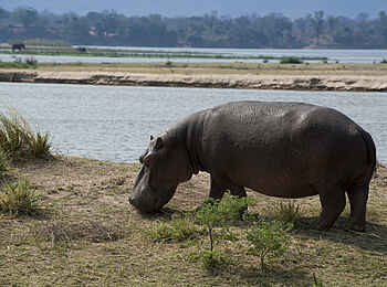 Zambezi Expeditions Camp: Nilpferd am Ufer Zambezi Expeditions Camp: Nilpferd am Ufer