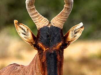 Founders Lodge by Mantis: Tsessebe Founders Lodge by Mantis: Tsessebe