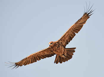 Linyanti Ebony: Tawny Eagle Linyanti Ebony: Tawny Eagle