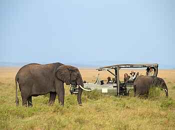Paradise Plains Camp: Pirschfahrt mit Elefanten