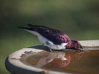 Richards River Camp: Amethystglanzstar Richards River Camp: Amethystglanzstar