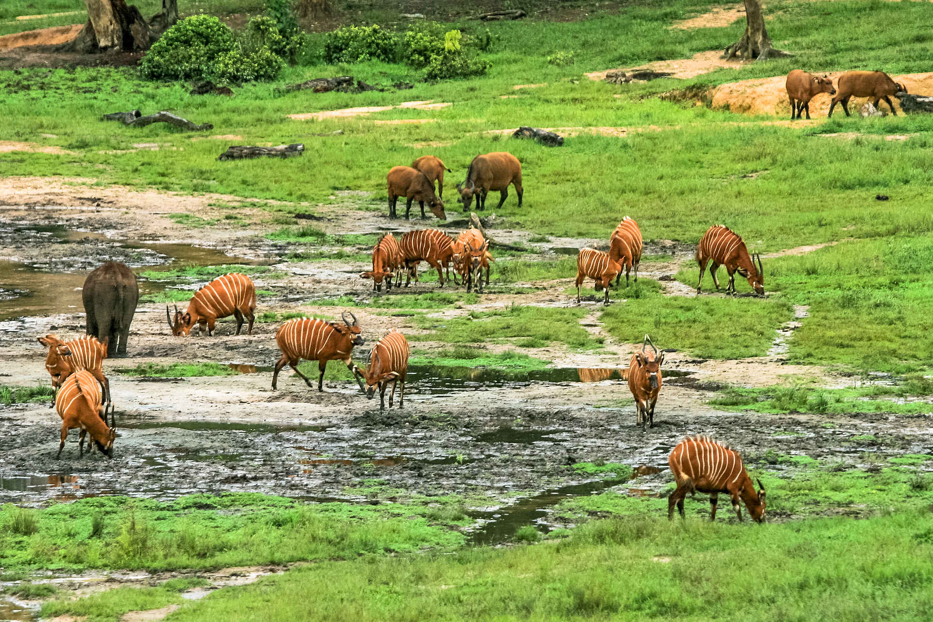 CAR, Dzanga Ndoki National Park, Sangha Lodge, Sangha River, ZAR, Zentral-Afrikanische Republik, Bongo, Loxodonta cyclotis, Tragelaphus eurycerus, Waldelefant, Afrikarma, Afrikarma Safaris, Afrikarma Safaris. Wildnis. Hautnah., Afrikarma.de