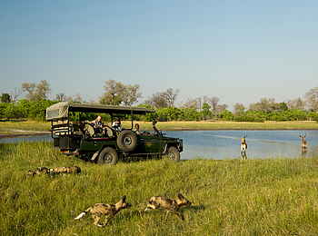 Selinda Camp: Game drive