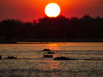 Tusk and Mane Safaris: Nilpferde im Sonnenuntergang Tusk and Mane Safaris: Nilpferde im Sonnenuntergang