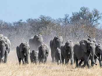 Verney's Camp: Elefantenherde