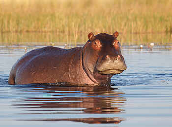 Belmond Eagle Island Lodge: Nilpferd im Fluss Belmond Eagle Island Lodge: Nilpferd im Fluss