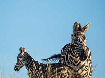 Borana Lodge: Ein Zebra mit Fohlen Borana Lodge: Ein Zebra mit Fohlen