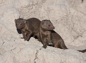 Chitabe Lediba Camp: Mangusten