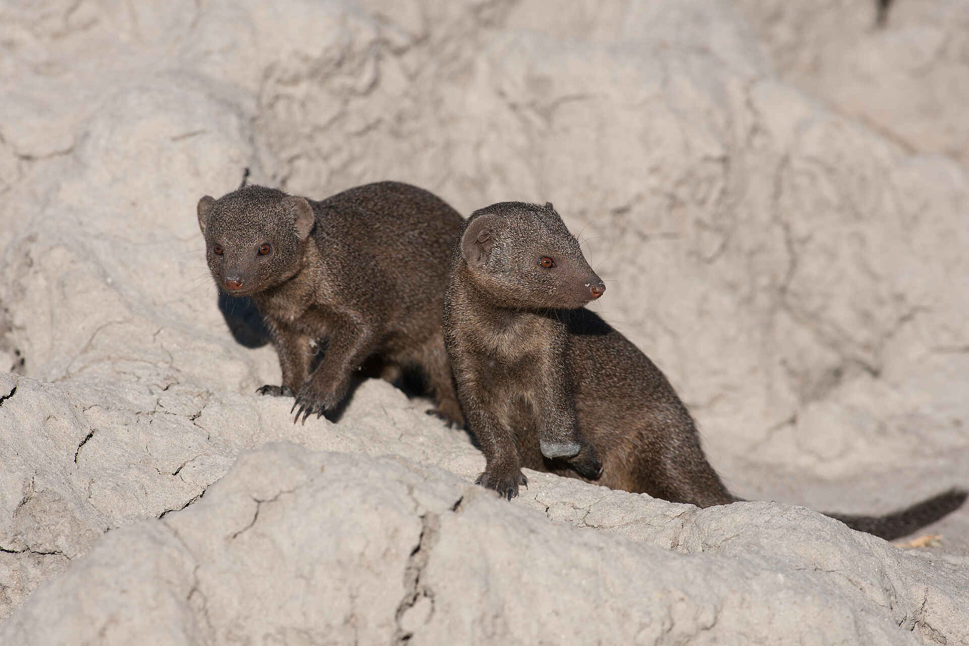 Chitabe Lediba Camp: Mangusten