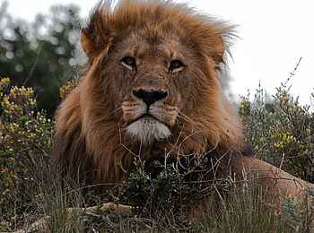 Eagles Crag Lodge: Ein Löwe Eagles Crag Lodge: Ein Löwe