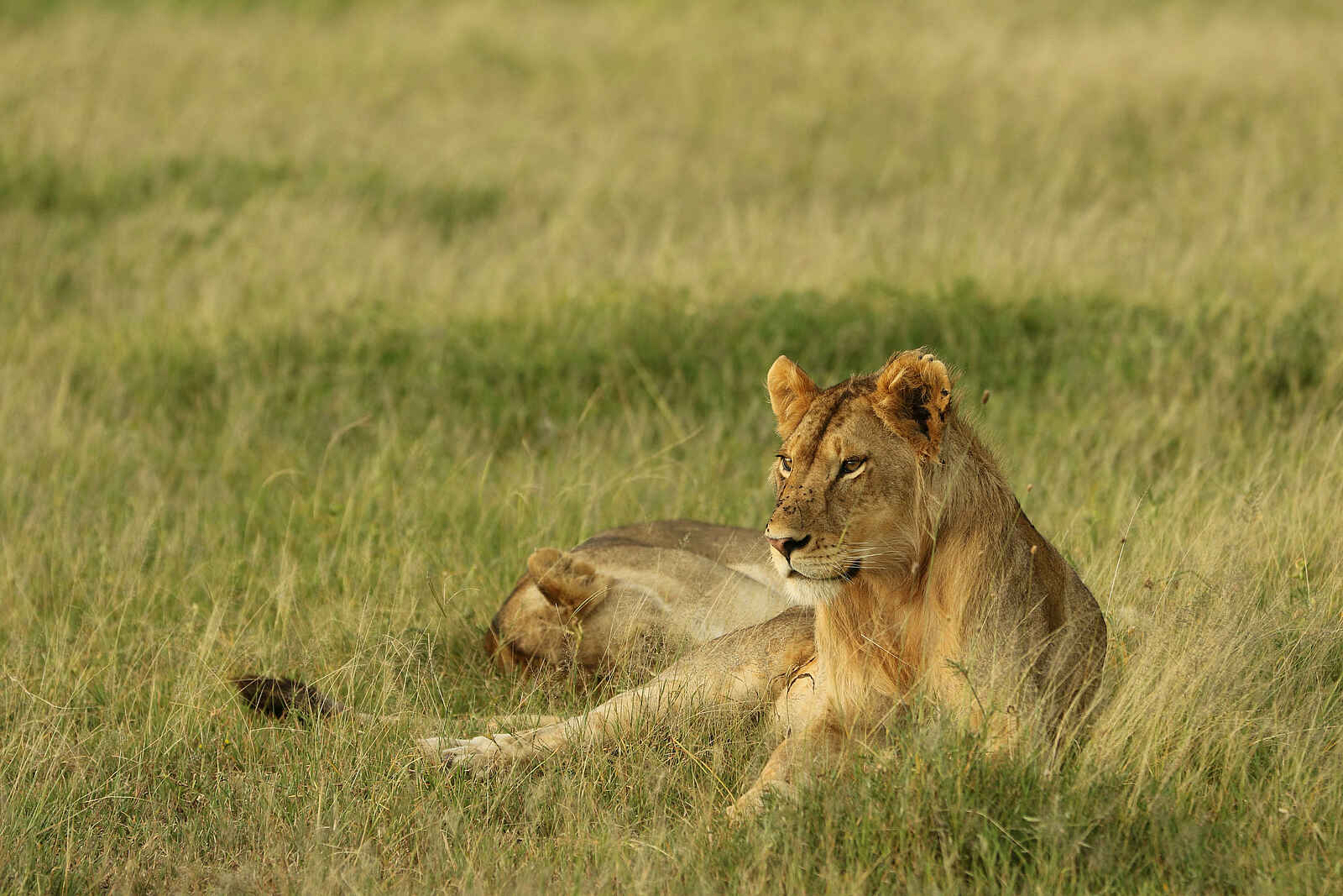Fothergill Island Luxury Camp: Löwin Fothergill Island Luxury Camp: Löwin