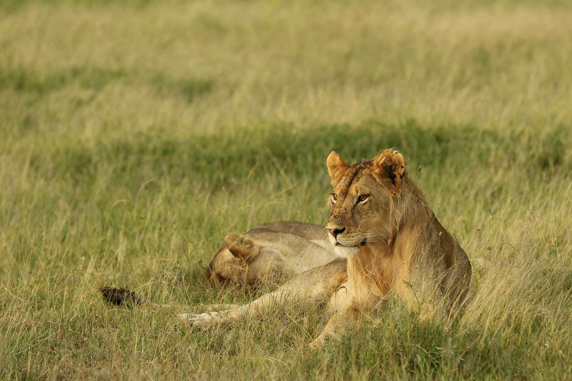 Fothergill Island Luxury Camp: Löwin
