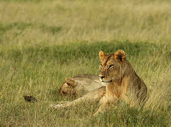 Fothergill Island Luxury Camp: Löwin