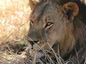 Ghoha Hills Savuti Lodge: Löwenoberhaupt