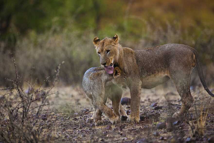 Grootberg Lodge: Löwin mit Jungem Grootberg Lodge: Löwin mit Jungem