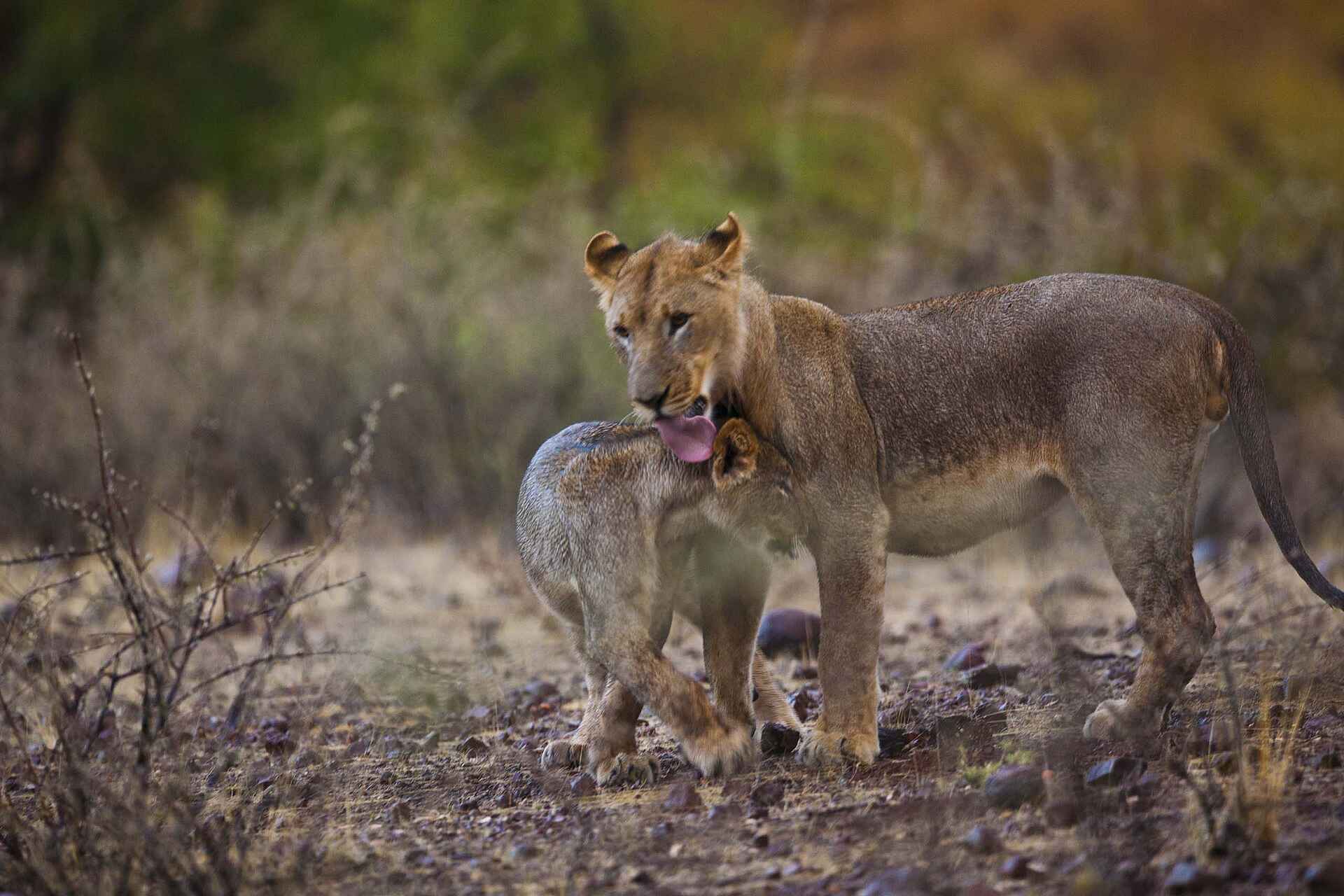Grootberg Lodge: Löwin mit Jungem