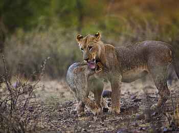 Grootberg Lodge: Löwin mit Jungem