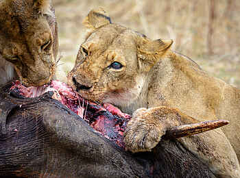 Jabali Ridge Camp: Zwei Löwen nach der erfolgreichen Jagd Jabali Ridge Camp: Zwei Löwen nach der erfolgreichen Jagd