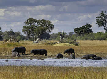 Kiri Camp: Nilpferde am Wasser Kiri Camp: Nilpferde am Wasser