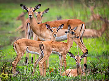 KuKaya: Eine Impala Herde KuKaya: Eine Impala Herde