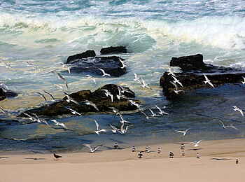 Lekkerwater Beach Lodge: Vögel am Strand Lekkerwater Beach Lodge: Vögel am Strand