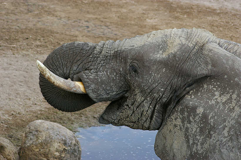 Leroo La Tau Lodge: Elefant an der Wasserstelle Leroo La Tau Lodge: Elefant an der Wasserstelle