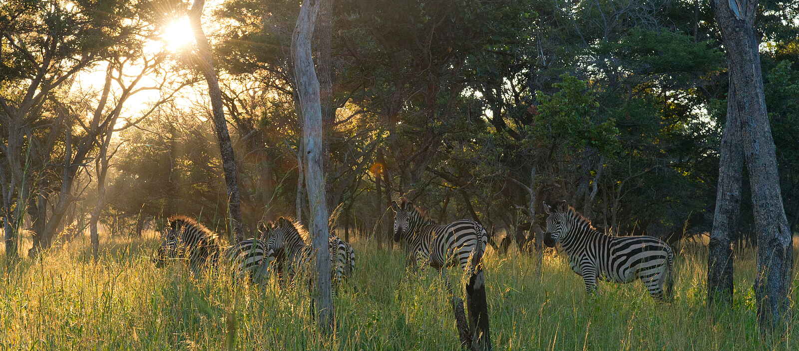 Lilayi: Zebras und Morgensonne Lilayi: Zebras und Morgensonne