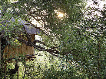 Londolozi Tree Camp: Baumkronen