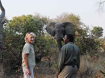 Macatoo Camp: Elefant im Busch