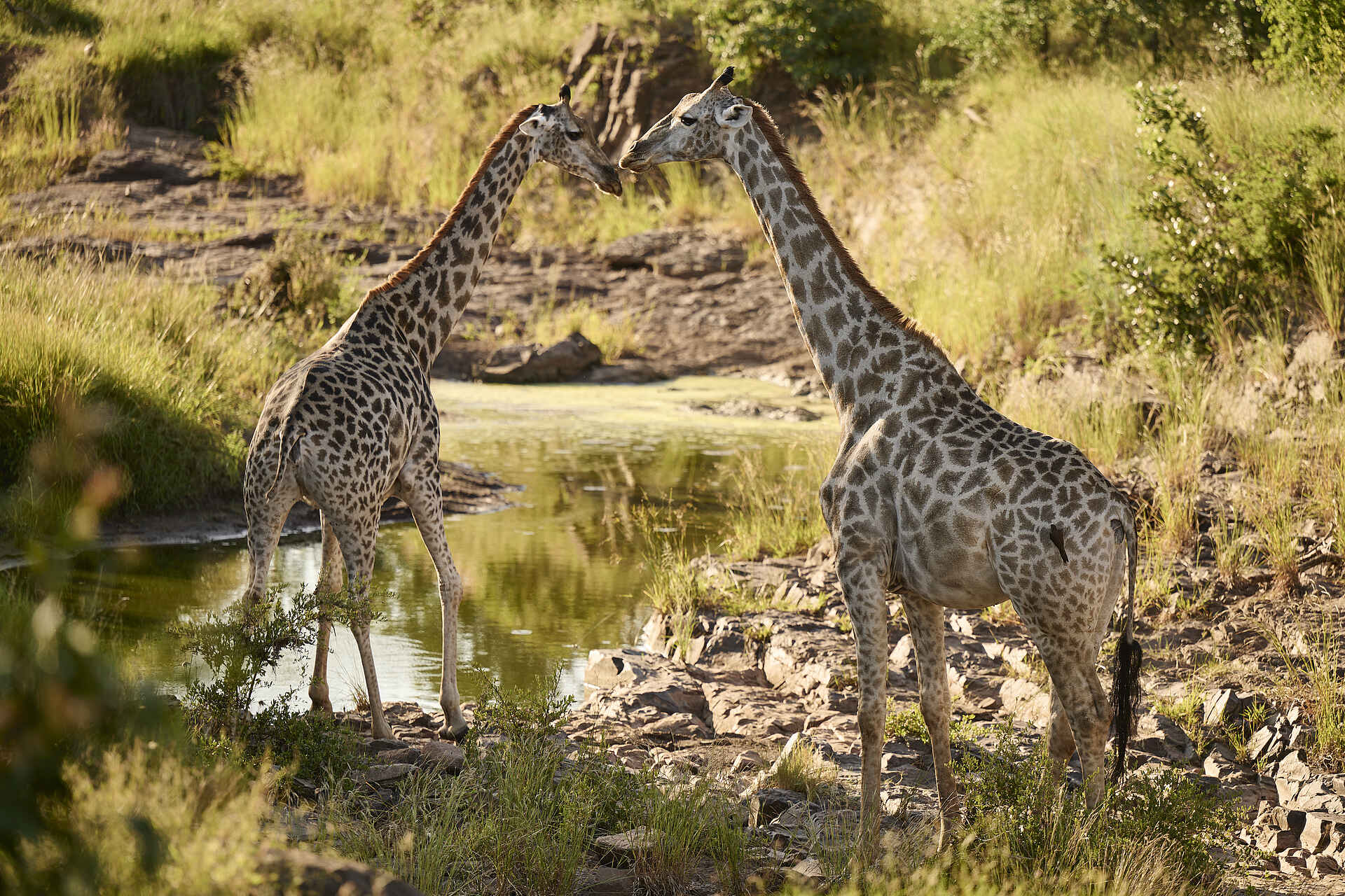 Victoria Falls River Lodge - Malachite Luxury Tented Suites: Zwei Giraffen