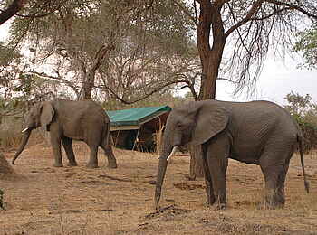 Mdonya Old River Camp: Elefanten vor einem Gästezelt