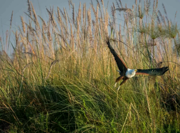 Mogogelo Camp: Fischadler Mogogelo Camp: Fischadler