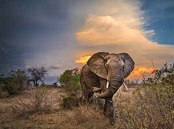 Motswari Game Lodge: Elefant und Wolken