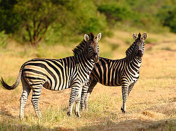 Motswari Game Lodge: Zebras